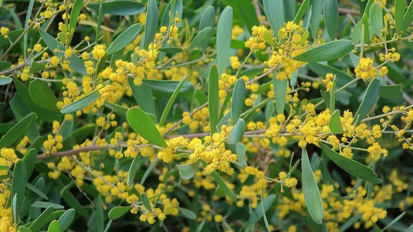 Trailing Acacia (Acacia redolens)