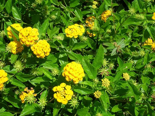 Trailing Lantana (Lantana montevidensis)