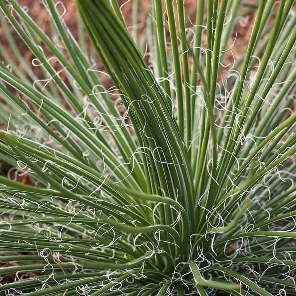Twin-Flowered Agave (Agave geminiflora)