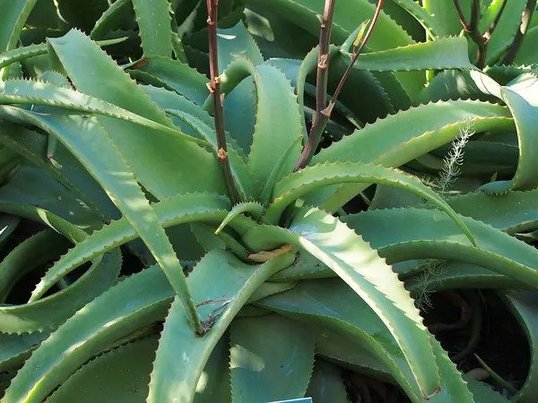 Van Balen's Aloe (Aloe vanbalenii)