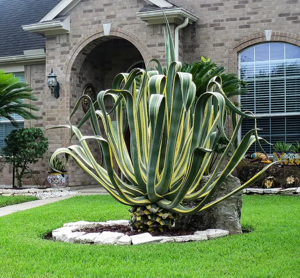 Variegated Century Plant (Agave americana var. mardinata)
