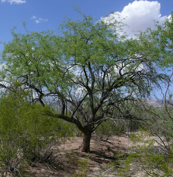 Velvet Mesquite Tree (Prosopis velutina)