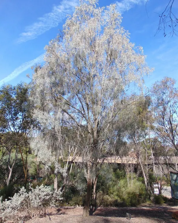 Weeping Myall or Weeping Acacia (Acacia pendula)