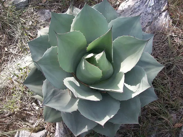 Whale's Tongue Agave (Agave ovatifolia)