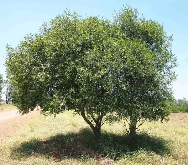 Willow Wattle (Acacia salicina)