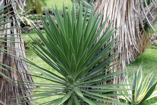 Yucca Aloifolia Spanish Bayonet (Yucca aloifolia)