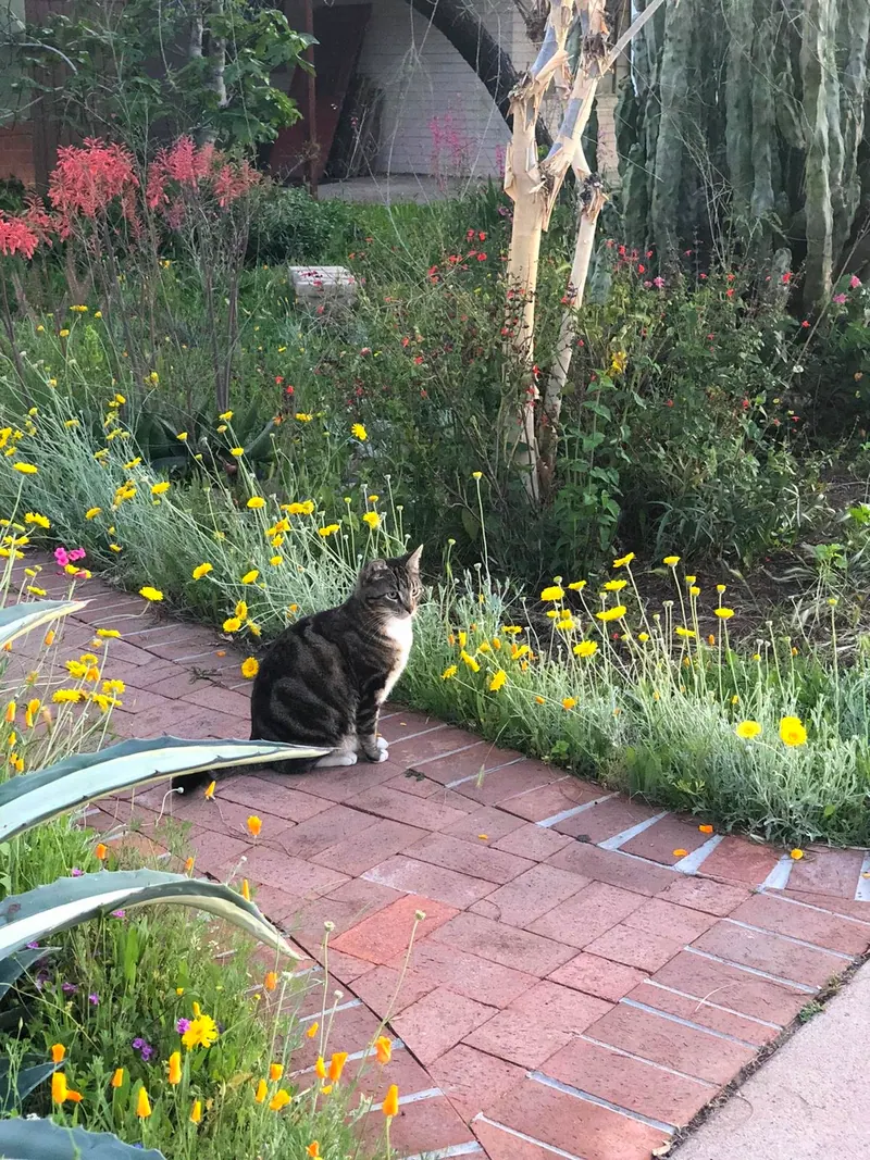 Lush garden scene, photo 4