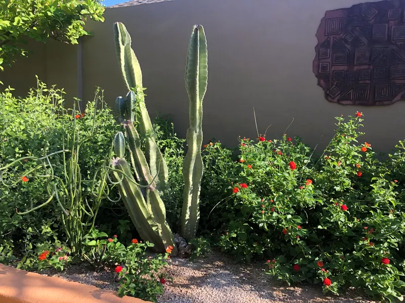 Lush garden scene, photo 5