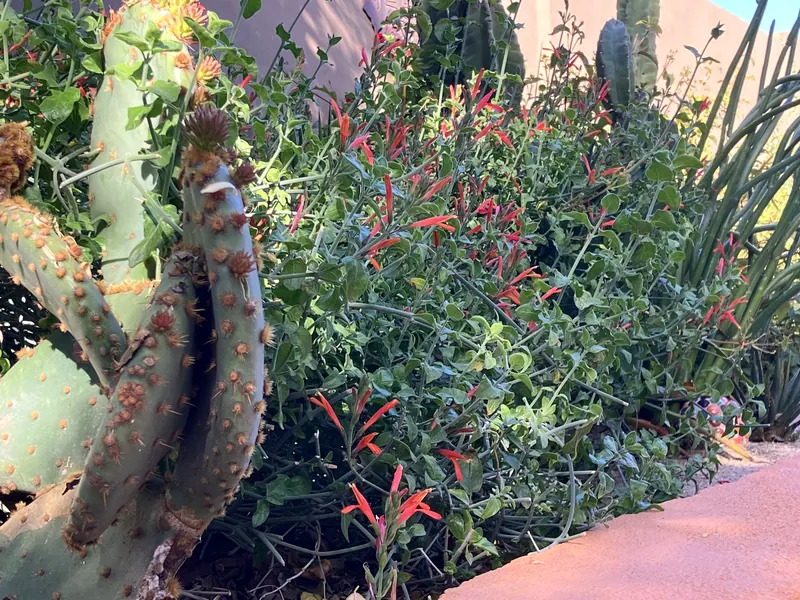 Lush garden scene, photo 7
