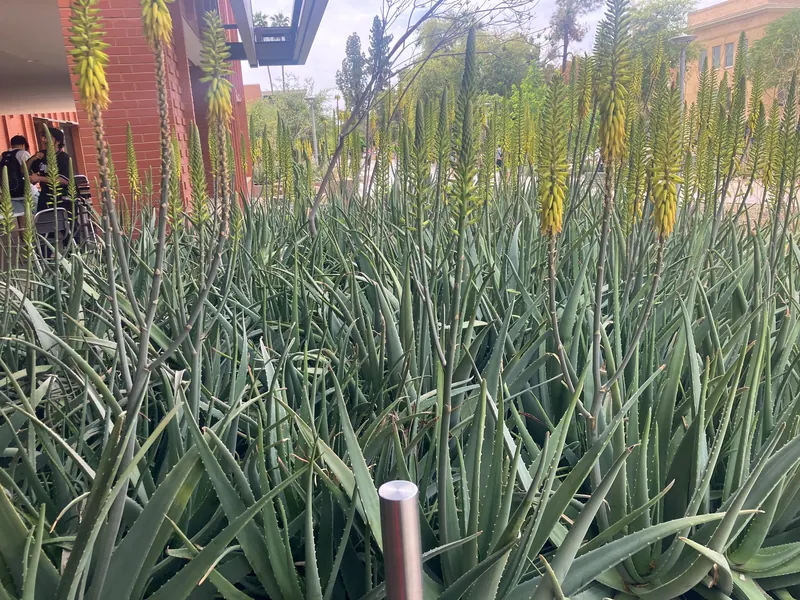 Lush garden scene, photo 10