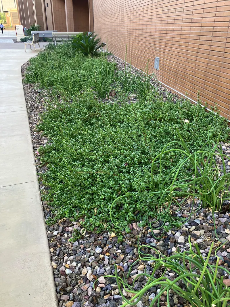 Lush garden scene, photo 14