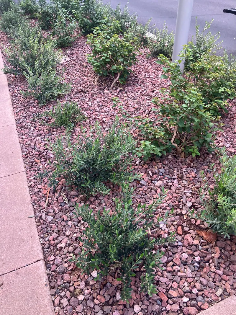 Open View garden scene, photo 8