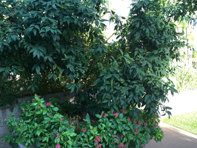 Soft & Leafy garden scene, photo 6