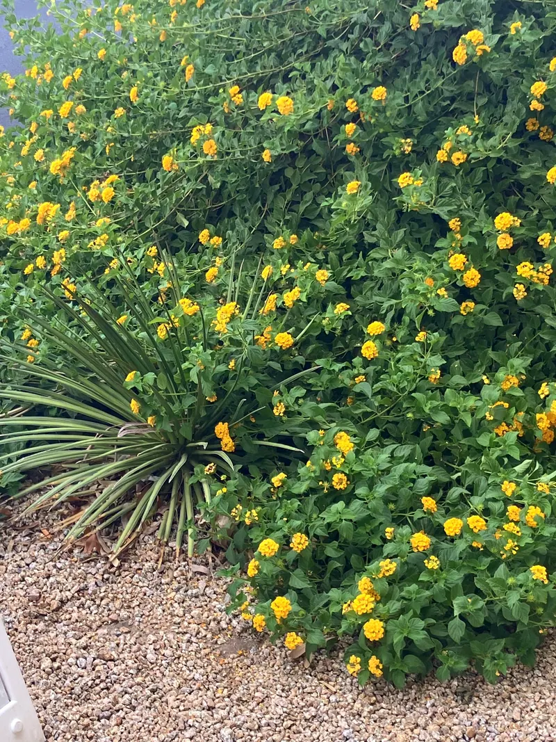 Soft & Leafy garden scene, photo 14