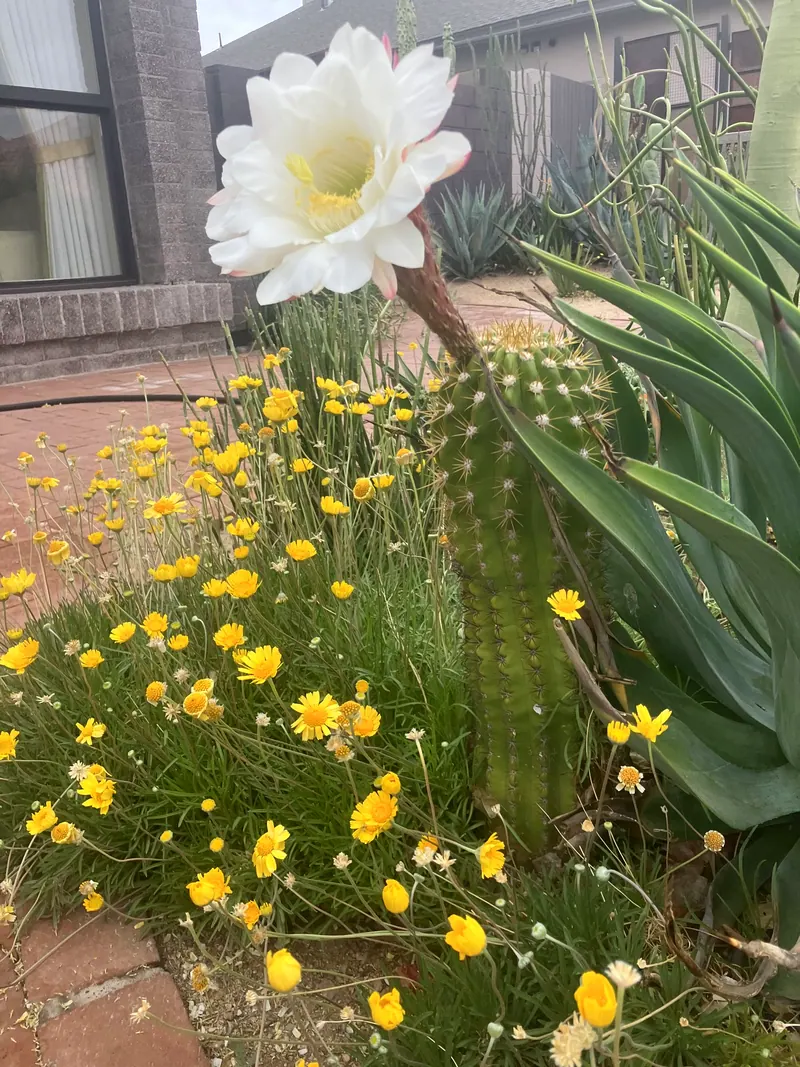Soft & Leafy garden scene, photo 16