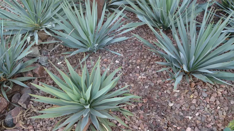 Spiky garden scene, photo 2