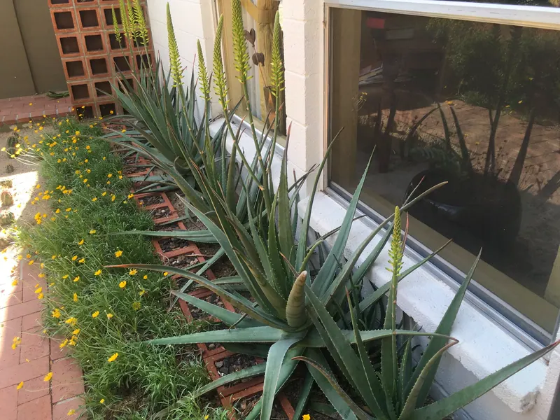 Spiky garden scene, photo 3