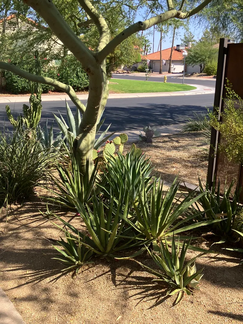 Spiky garden scene, photo 4