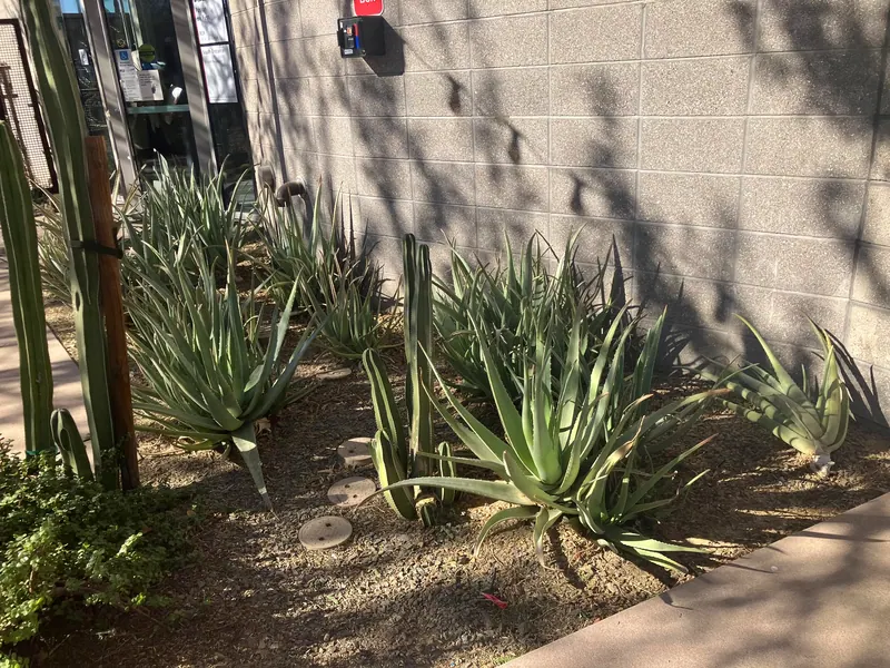 Spiky garden scene, photo 8
