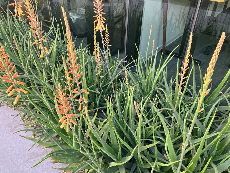 Spiky garden scene, photo 9