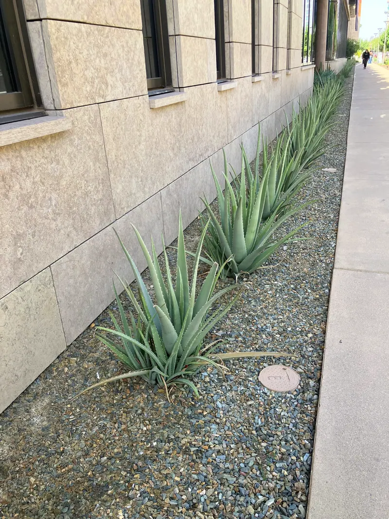 Spiky garden scene, photo 10