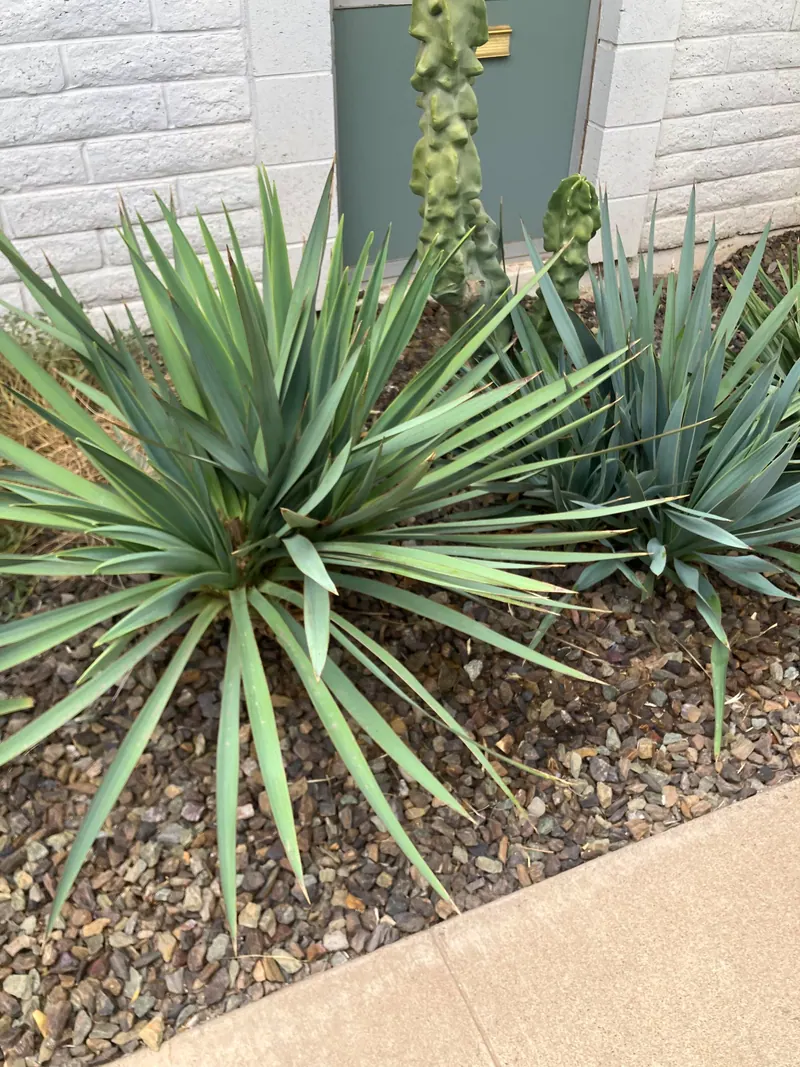 Spiky garden scene, photo 11