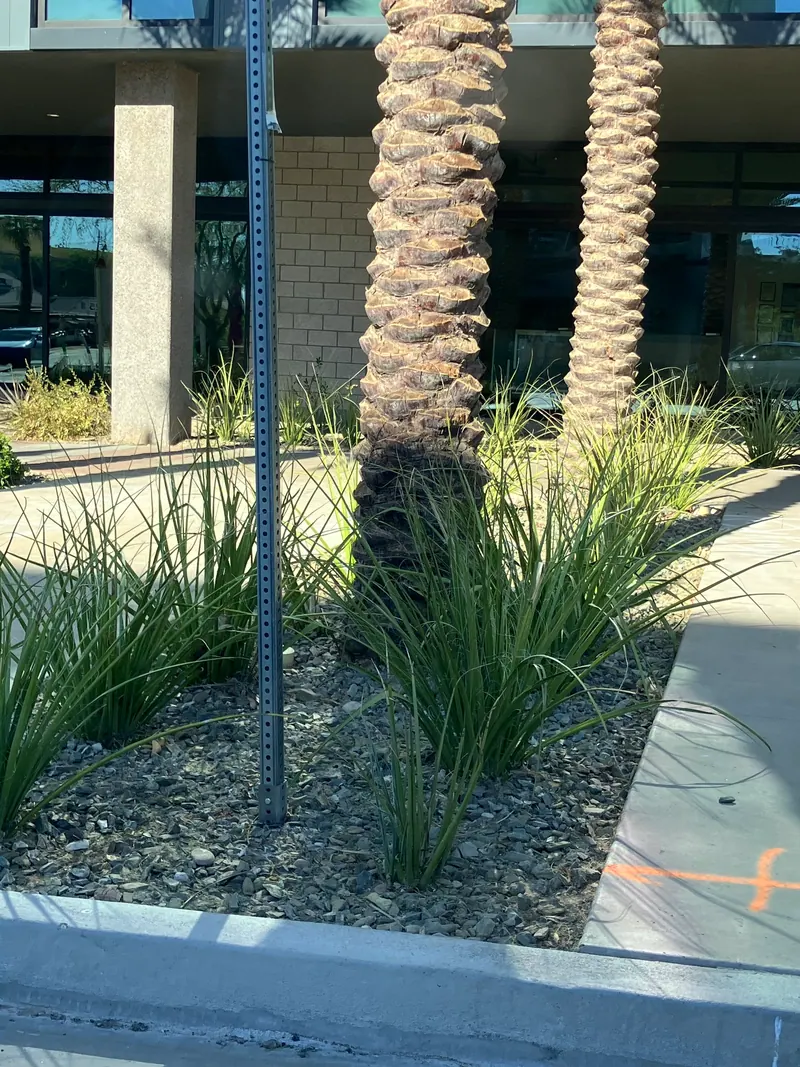 Spiky garden scene, photo 13
