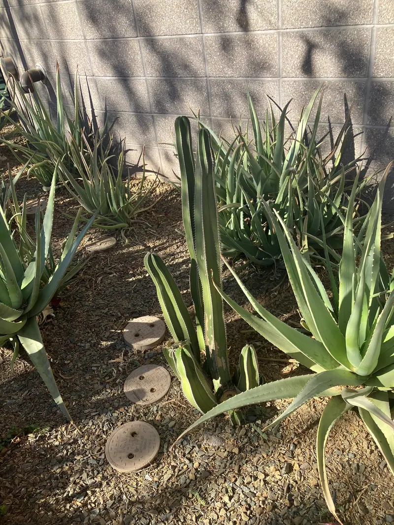 Spiky garden scene, photo 14